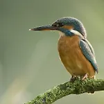 De Brabantse Biesbosch 3* Werkendam