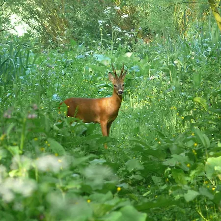 Ξενοδοχείο De Brabantse Biesbosch Werkendam