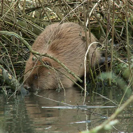 De Brabantse Biesbosch Otel