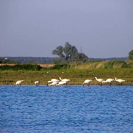 De Brabantse Biesbosch