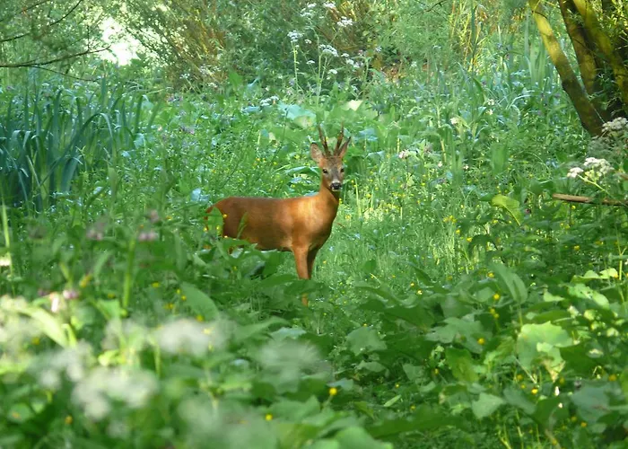 Отель De Brabantse Biesbosch Werkendam