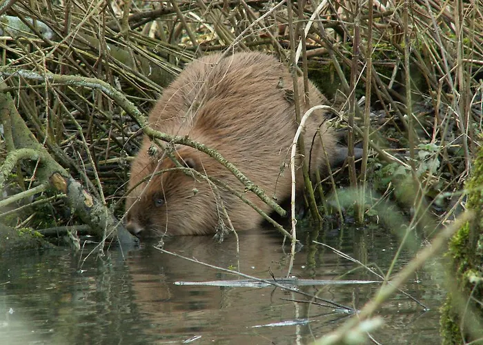 De Brabantse Biesbosch Отель