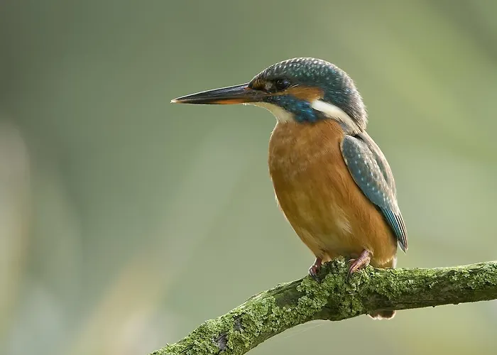 De Brabantse Biesbosch 3* Werkendam
